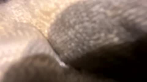 wiley0520 online show from 10.27.25