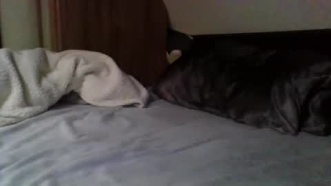 papa bear online show from 02.09.25