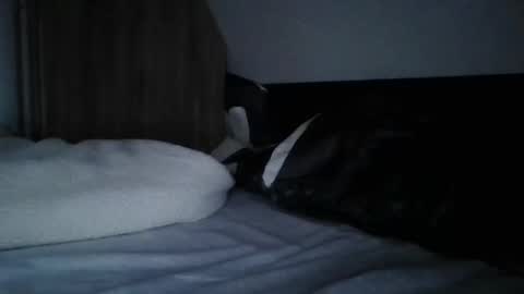 papa bear online show from 02.11.25