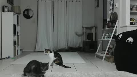 Crystal Lake online show from 01.12.25