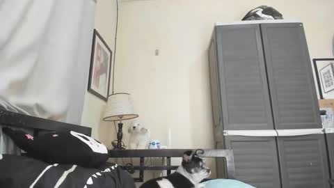 xdreamangel online show from 01.03.25