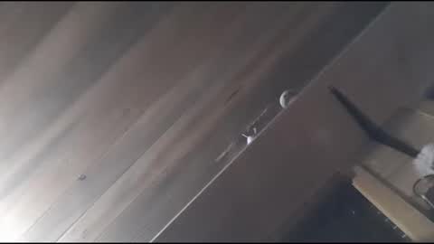 yessirprincesspet online show from 11.30.25