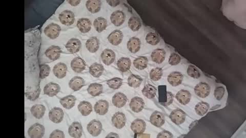 Snapshot of yourstrulyduh chatting on 03.15.26 Dan online show from 03.15.26