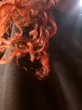 Swirly blac online show from 03.24.26