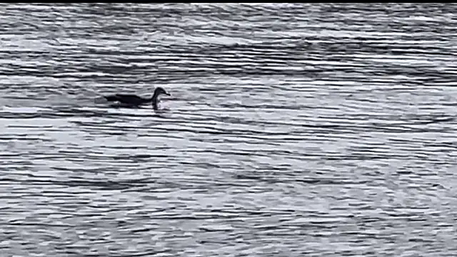 tokimori online show from 02.28.25