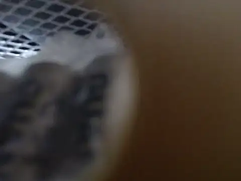 lovense test04 online show from 10.31.25