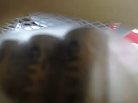 lovense test04 online show from 02.11.26