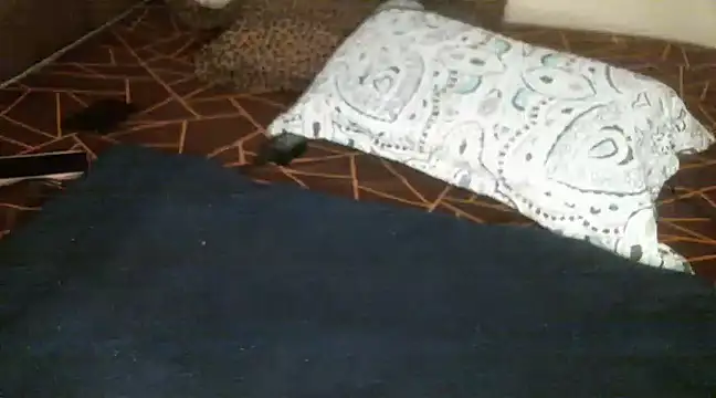 Snapshot of Sweetie_pussy chatting on 03.18.25 Sweetie pussy online show from 03.18.25