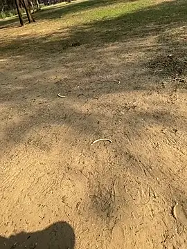 Cum on your tityyy online show from 01.13.26