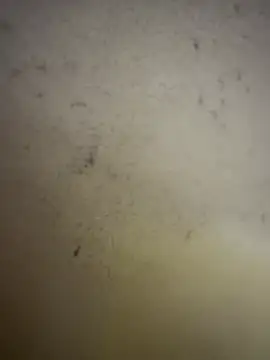 Snapshot of Gladiator_3 chatting on 02.14.26 Gladiator 3 online show from 02.14.26