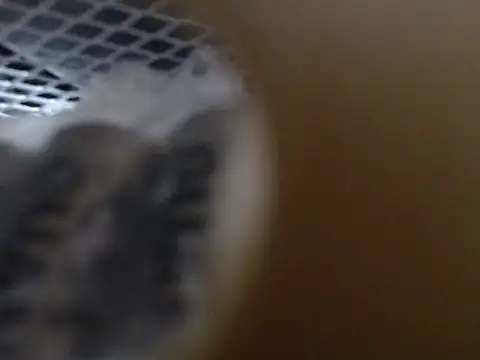 Lovensetest online show from 10.31.25