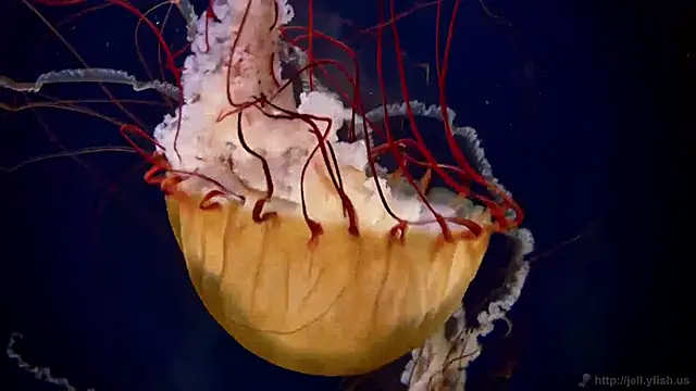 streamy test11 online show from 12.24.24