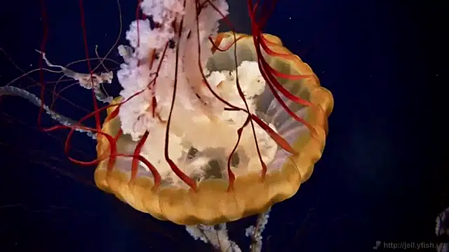 streamy test11 online show from 01.14.25