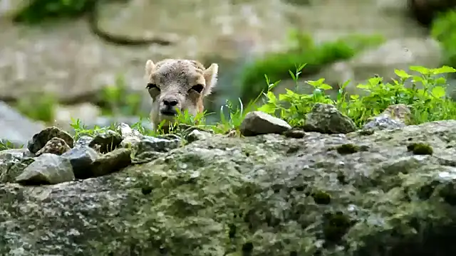 streamy test11 online show from 02.03.25