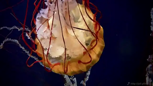 streamy test11 online show from 03.13.25