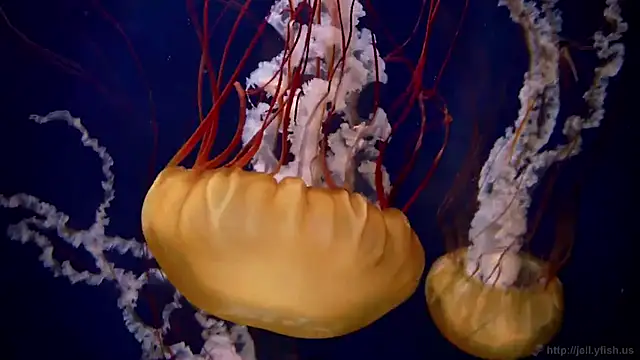 streamy test11 online show from 03.20.25