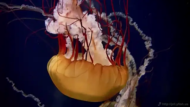 streamy test11 online show from 09.17.25