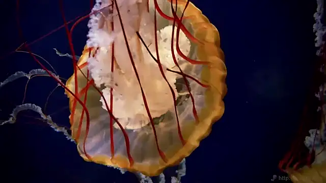 streamy test11 online show from 09.24.25