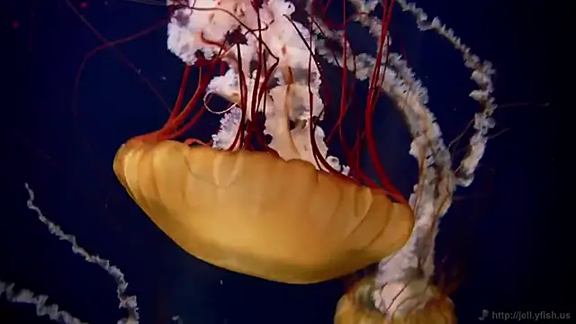 streamy test11 online show from 10.08.25