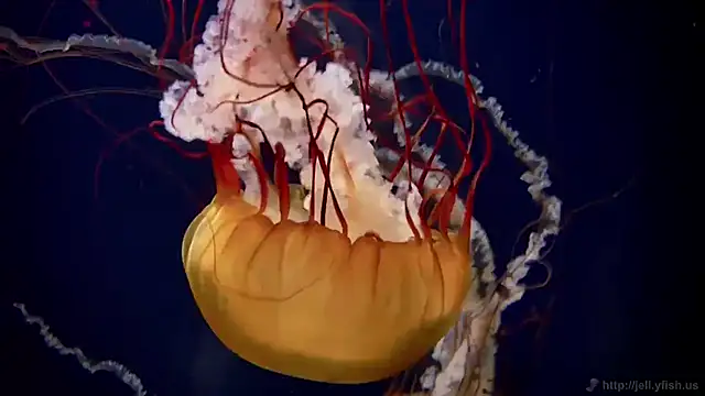 streamy test11 online show from 11.12.25