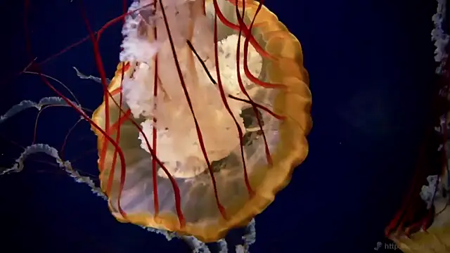 streamy test11 online show from 11.19.25