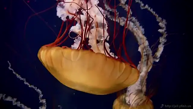 streamy test11 online show from 12.15.25