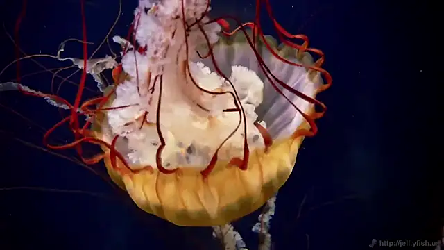 streamy test11 online show from 12.17.25