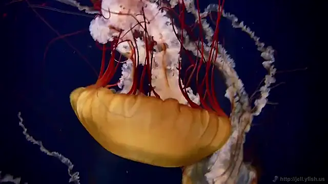 streamy test11 online show from 03.02.26