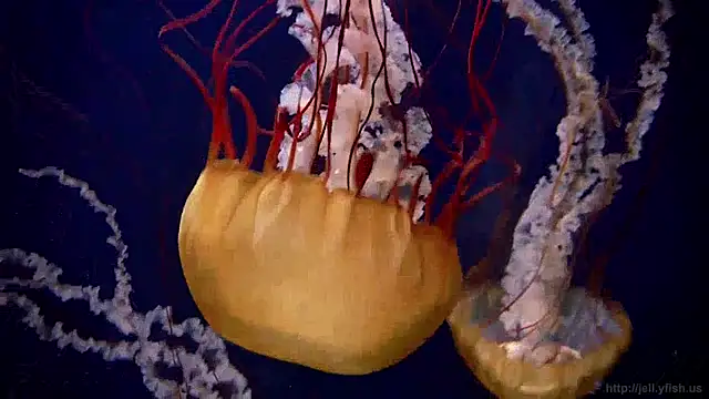 streamy test11 online show from 04.03.26