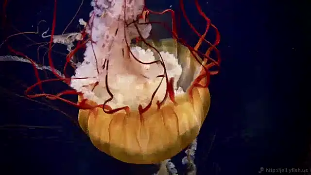 streamy test12 online show from 12.09.24