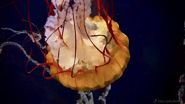 streamy test12 online show from 12.10.24