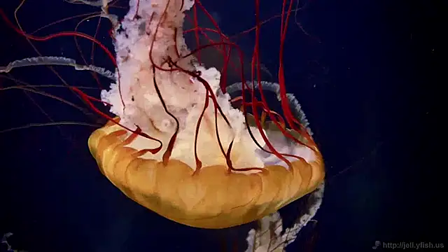 streamy test12 online show from 01.14.25