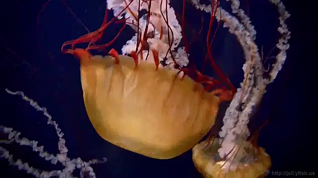 streamy test12 online show from 01.15.25