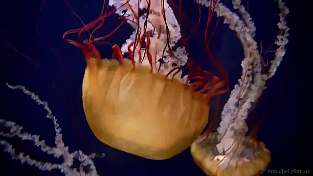 streamy test12 online show from 01.27.25