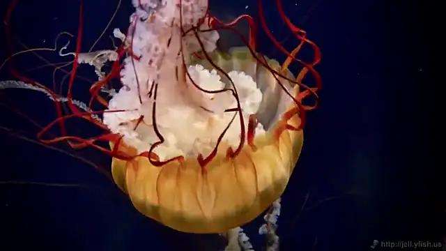 streamy test12 online show from 09.16.25