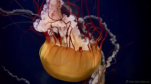 streamy test12 online show from 10.02.25