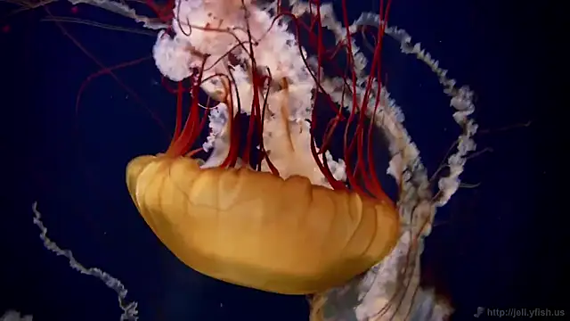 streamy test12 online show from 10.09.25