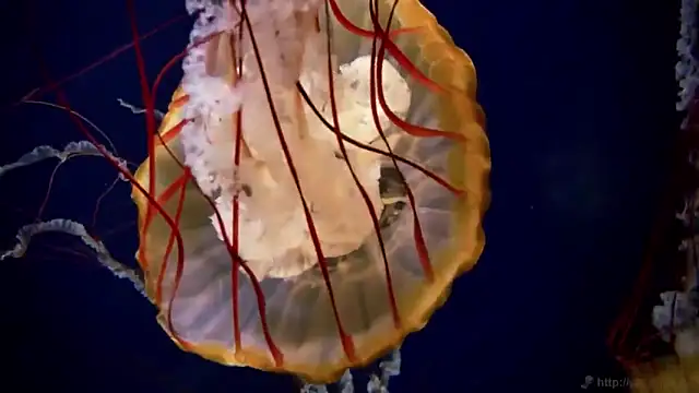 streamy test12 online show from 11.18.25