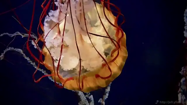 streamy test12 online show from 11.24.25