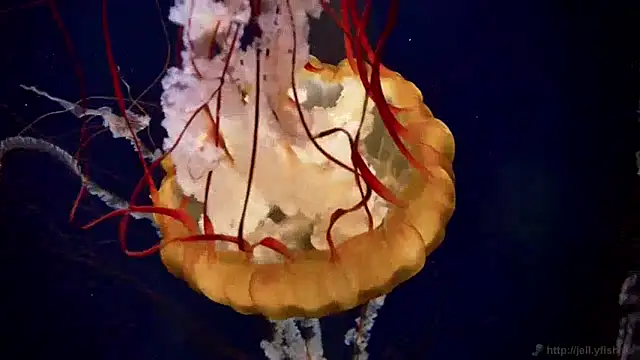 streamy test15 online show from 12.09.24