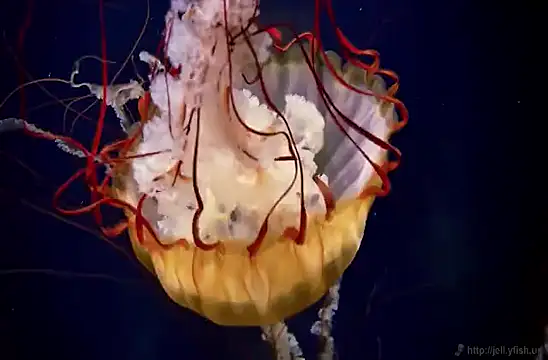 streamy test15 online show from 02.03.25