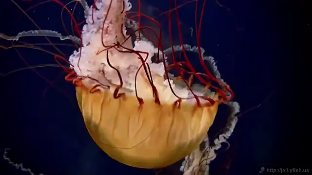 streamy test15 online show from 02.17.25