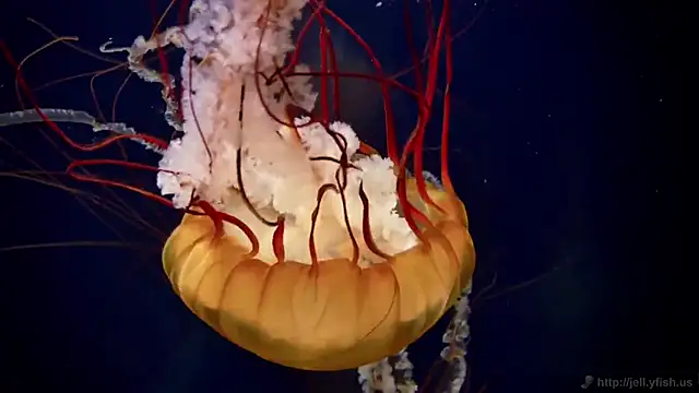 streamy test15 online show from 02.20.25