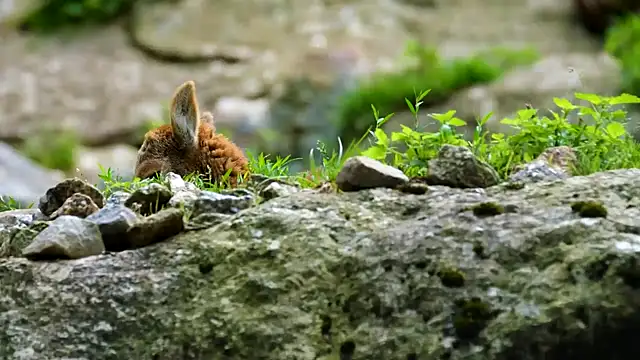 streamy test15 online show from 10.17.25