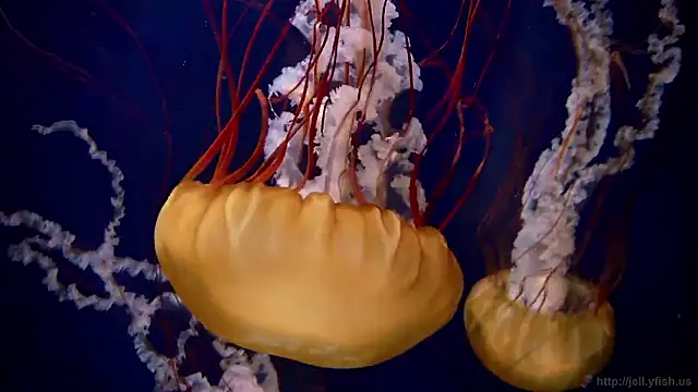 streamy test15 online show from 10.27.25