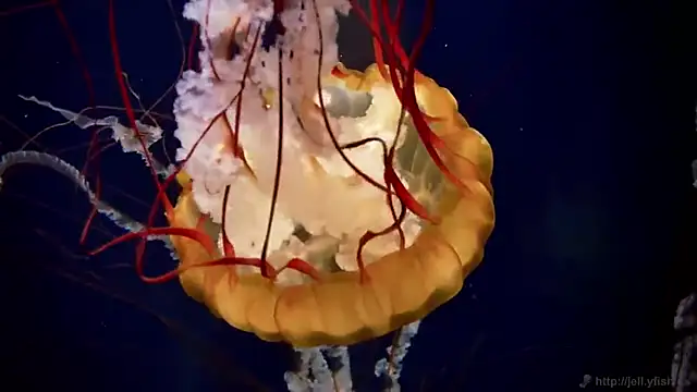 streamy test15 online show from 02.04.26