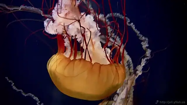 streamy test15 online show from 03.03.26