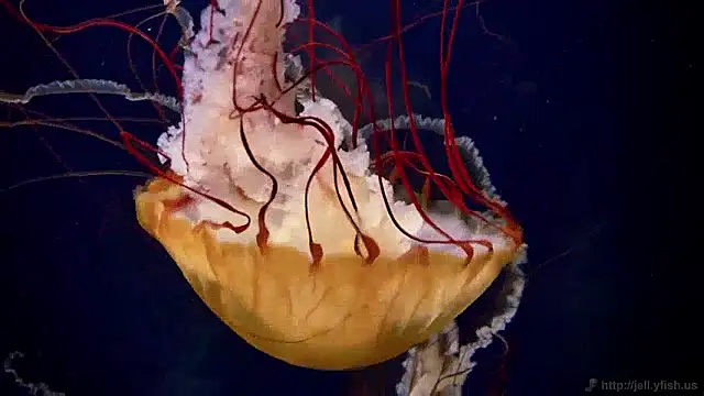 streamy test15 online show from 04.06.26