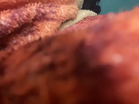 king cum  online show from 01.30.25