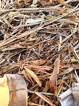 murokkk31 online show from 09.16.25